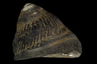 藏品(黑鐘螺)的圖片